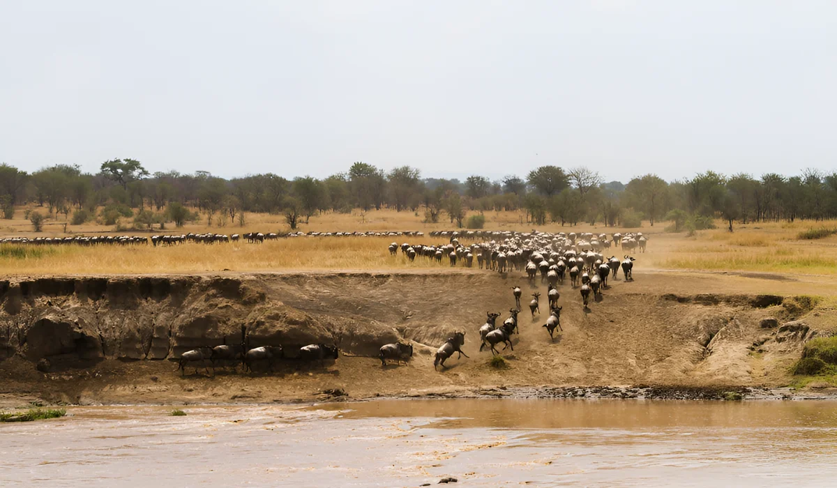 Serengeti Migration Safari
