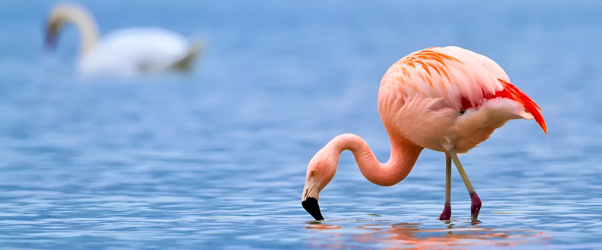 Lake Nakuru & Naivasha