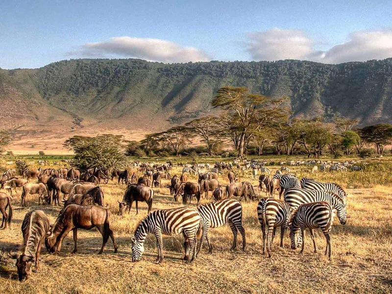 Ngorongoro Crater