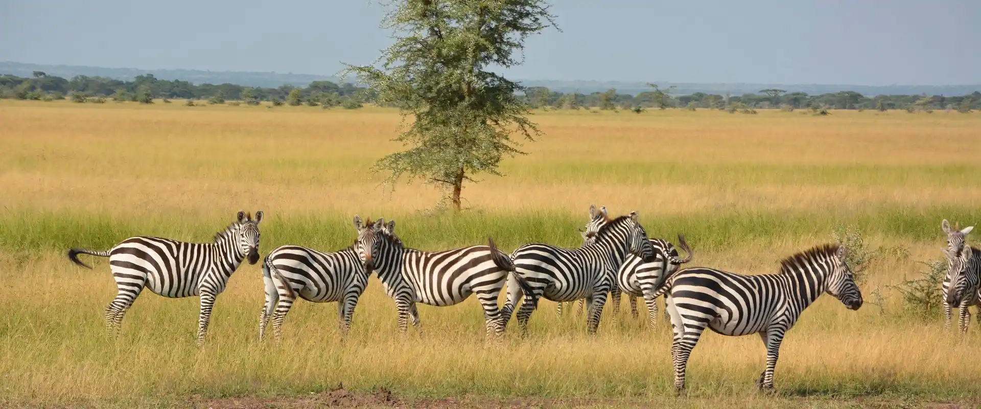 Tanzania Safari