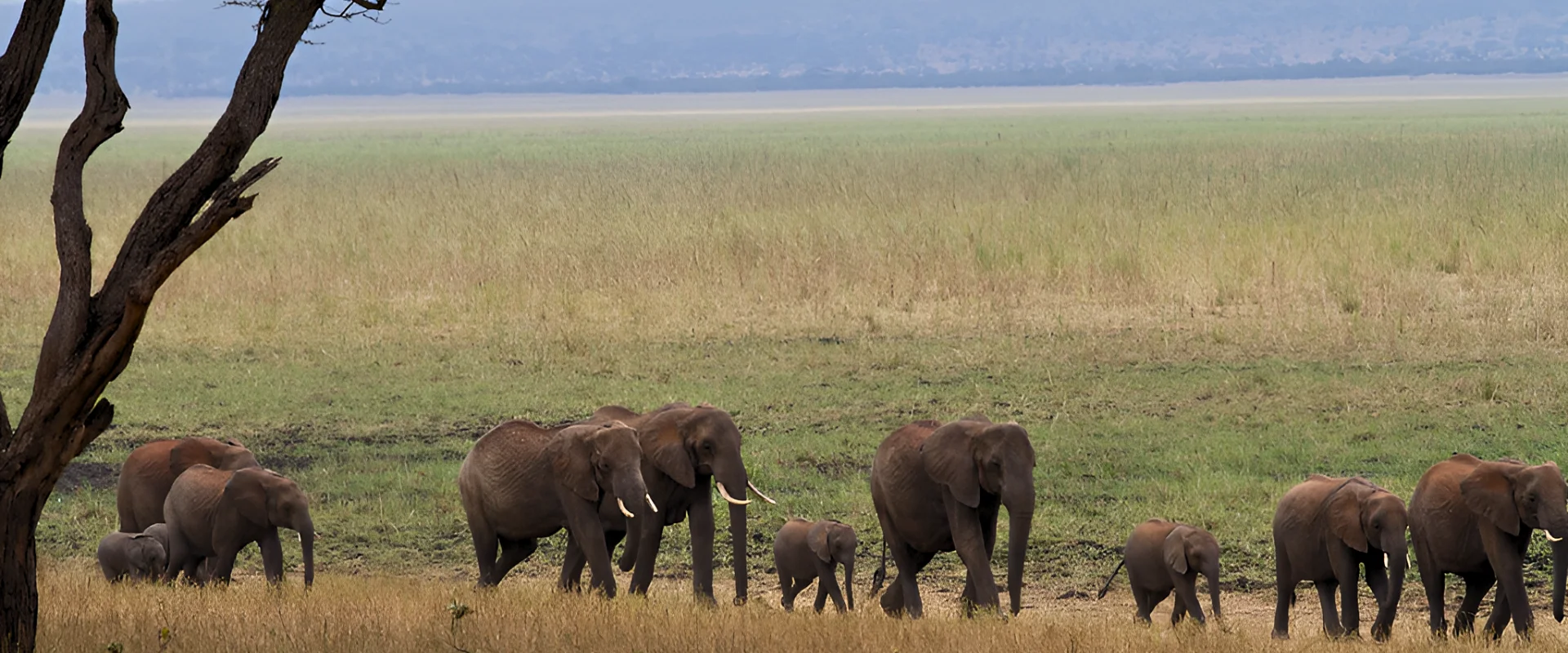 Tarangire & Lake Manyara